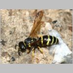 Gymnomerus laevipes - Lehmwespe 01d 12mm beim Lehmholen - OS-Wallenhorst-Tongrube.jpg